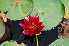 Red water-lilies