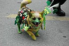 Saint Patricks Day Parade Killarney 10